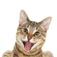Cat Sticky Cat Sticky