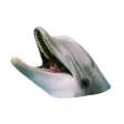 Dolphins XL