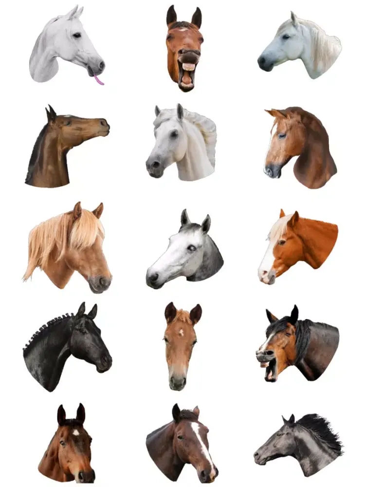 Horse Head iPad  سکرین شاٹس
