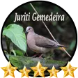 Canto Juriti Gemedeira
