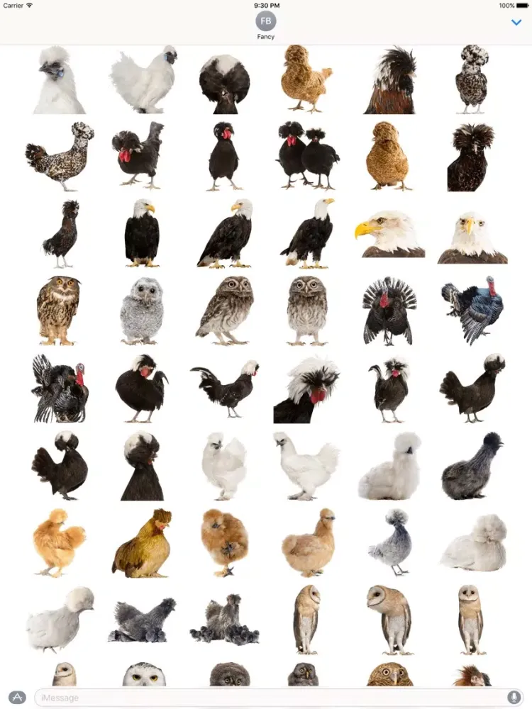 Fancy Birds iPad 应用截图