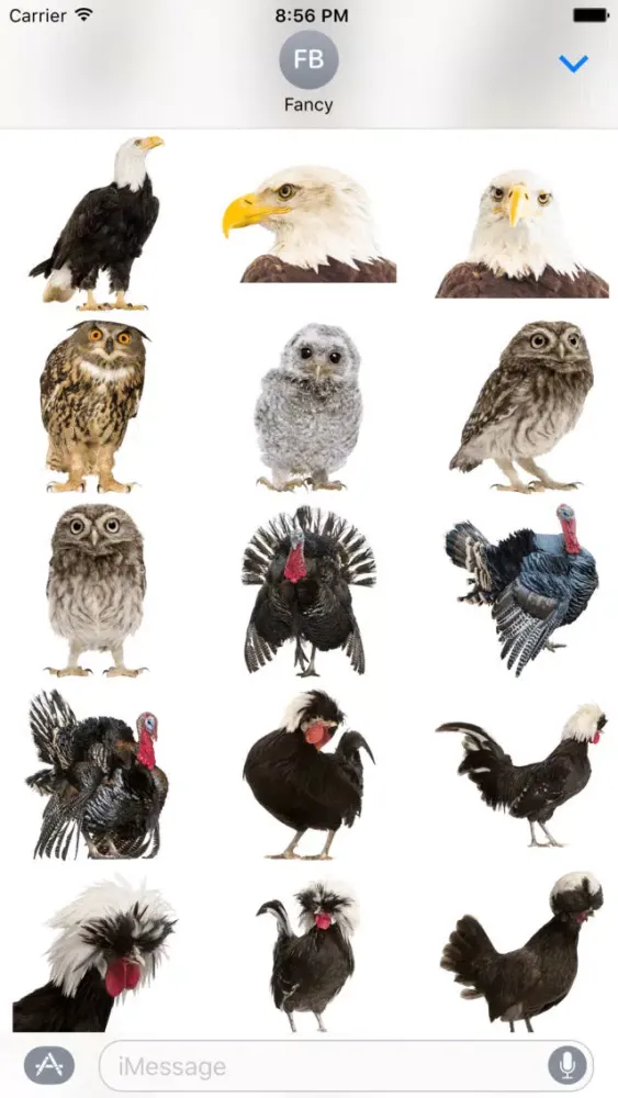 Fancy Birds应用截图