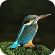 Kingfisher 4K Wallpaper