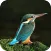 Kingfisher 4K Wallpaper