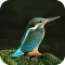 Kingfisher 4K Wallpaper