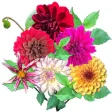 Dahlia Stickers
