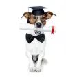 Puppy Training
