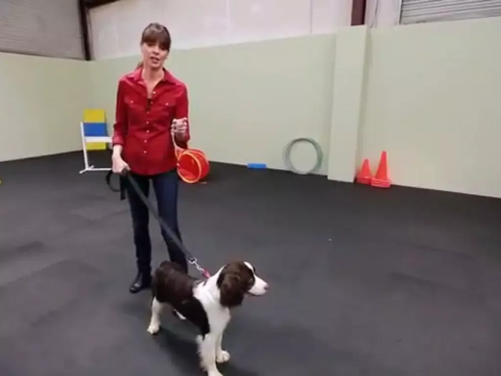 Puppy Training iPad 應用截圖