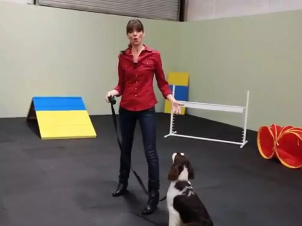 Puppy Training iPad 應用截圖