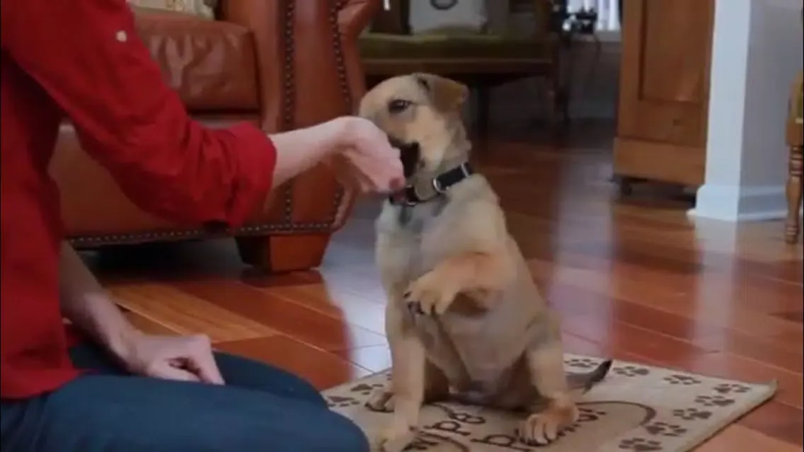 Puppy Training應用截圖