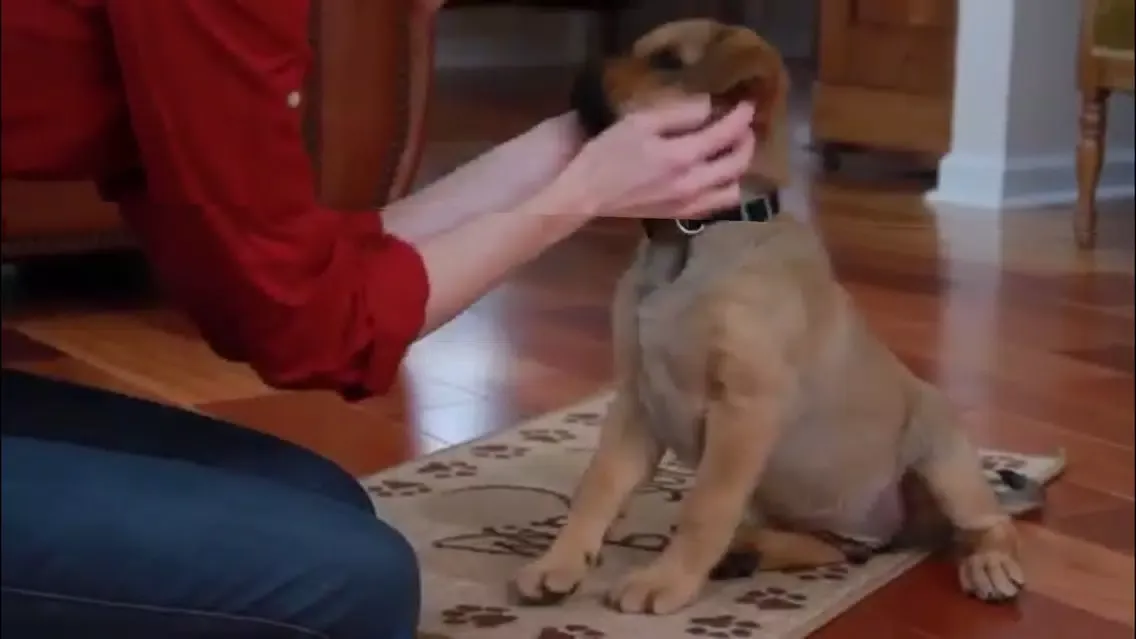 Puppy Training應用截圖