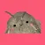 CuteMoth