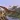 Quetzalcoatlus Simulator