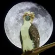 Eagle Jeffery Eagle Jeffery