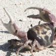 Crabhome