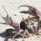 Crabhome