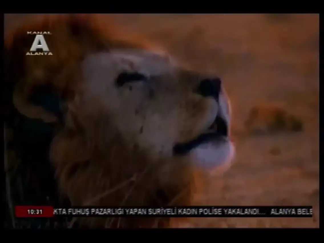 Скриншоты Kanal Alanya iPad 