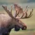 Moose Hunting Calls App