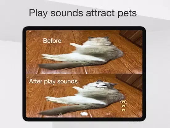 Captures d'écran de MeowCam-Play sound attract pet iPad 