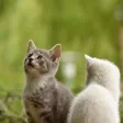 Realistic Cat Stickers