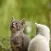Realistic Cat Stickers