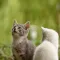 Realistic Cat Stickers