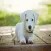 Realistic Dog Stickers