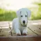 Realistic Dog Stickers