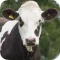 Herd Master: Dairy Management