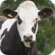 Herd Master: Dairy Management Herd Master: Dairy Management