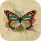 Butterfly Wallpapers, Backgrounds & Themes - Download Free HD Images of the Best Beautiful Butterflies You've Ever Seen!