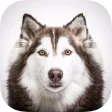 Dog Backgrounds & Wallpapers