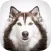 Dog Backgrounds & Wallpapers