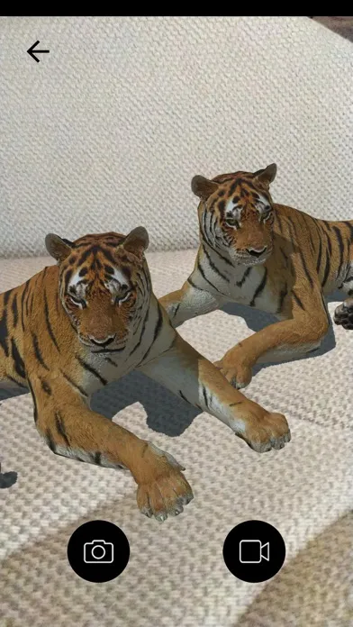 تصاویر KENZO Tiger