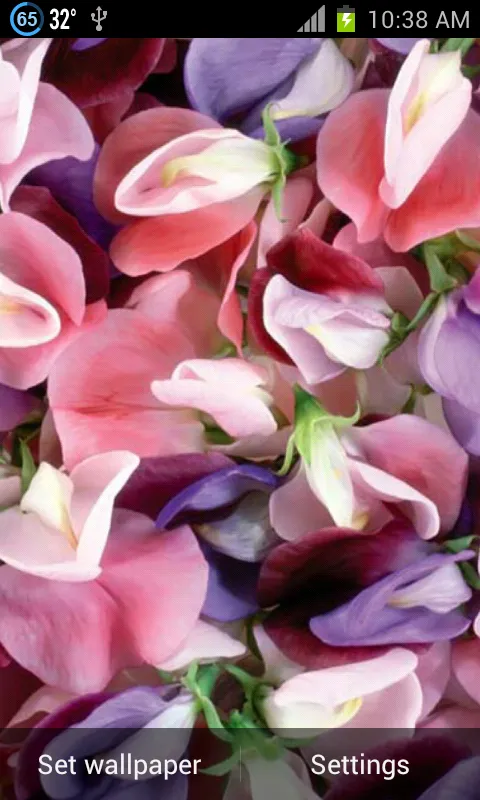 Ripple Rose Petals應用截圖