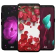 Rose Wallpapers