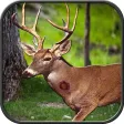 Wild Hunting: Jungle Animal Sniper Shoot