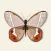 Insect Bugs Stickers