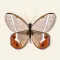 Insect Bugs Stickers