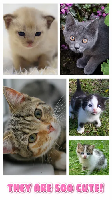Cat Kitten Jigsaw Puzzle Games Screenshots