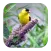 Goldfinch Sounds