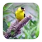 Goldfinch Sounds
