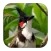 Red-whiskered Bulbul Sounds