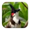 Red-whiskered Bulbul Sounds