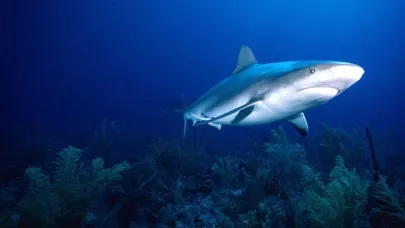 Shark Eat Fish!應用截圖