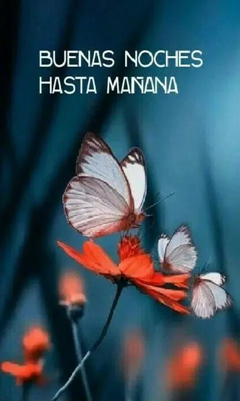 Buenas Noches imágenes سکرین شاٹس