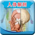 人体解剖和生理学-解剖图谱生物学考试必备