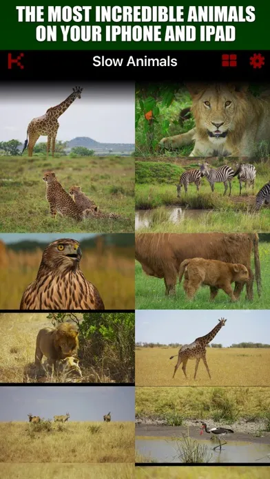 Slow Motion Animals 4K Screenshots