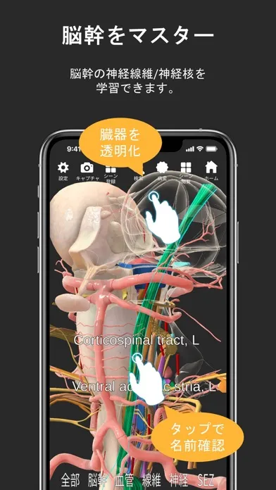 صور 脳観