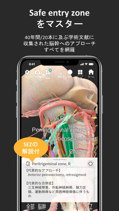 صور 脳観